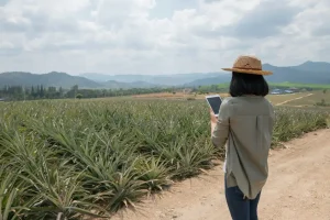 Modal Kecil, Hasil Fantastis! Strategi Budidaya Kelapa Sawit